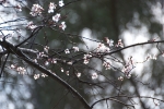 blossoms grace an empty branch