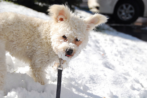 Pixel in snow